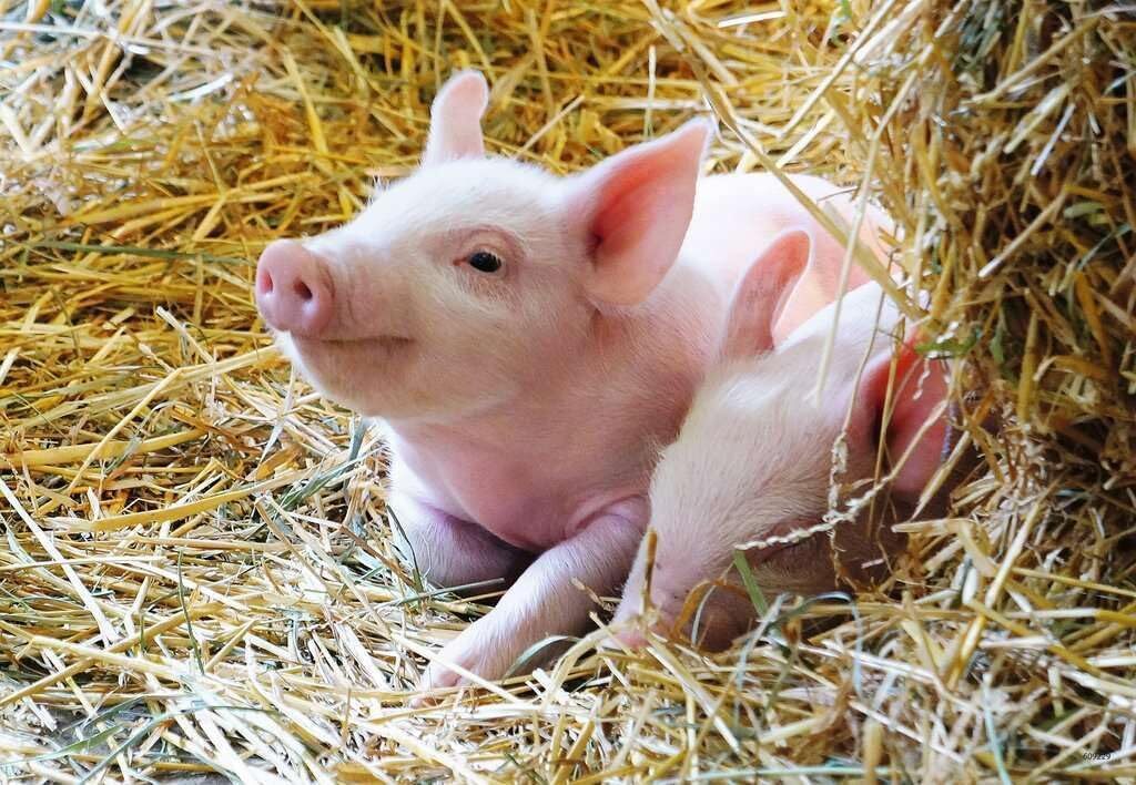2x12pc Ravensburger Farm Animals Babies Jigsaw Puzzle Set 3y+