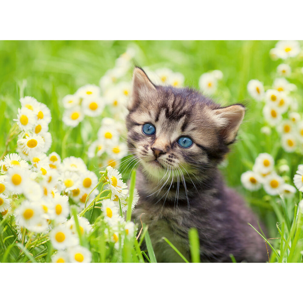 500pc Ravensburger Kitten in the Meadow Jigsaw Puzzle Teens/Family