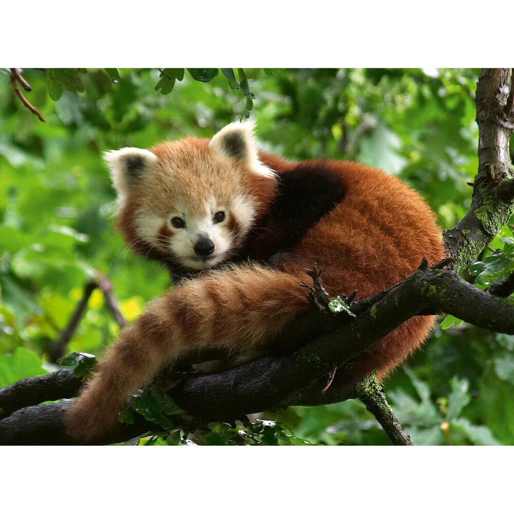 500pc Ravensburger Cute Red Panda Jigsaw Puzzle Teens/Family